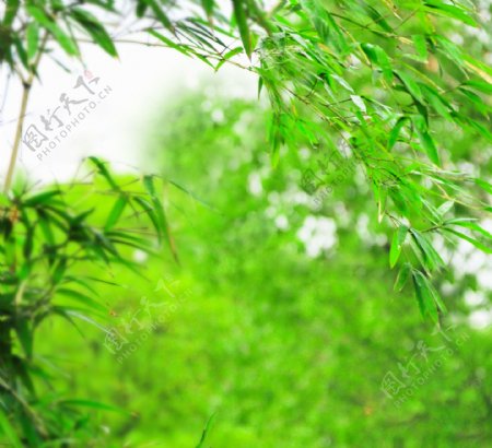 绿色竹叶背景图片