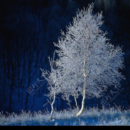 冬景迷人霜树图片