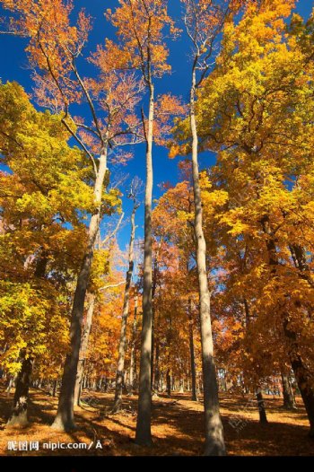 自然景观秋天大树树林图片