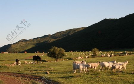科尔沁草原牧羊图片