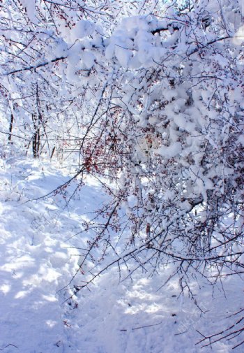 红果满树雪压枝弯图片