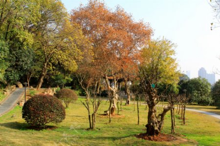 黄鹤楼公园风景图片