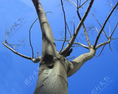 蓝天下的梧桐树图片