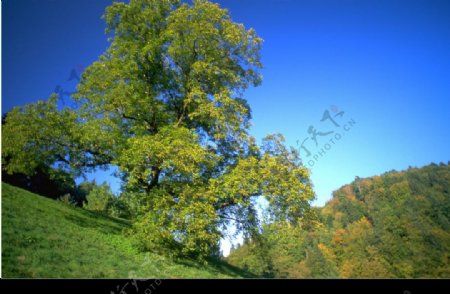 青翠山坡上的綠樹图片