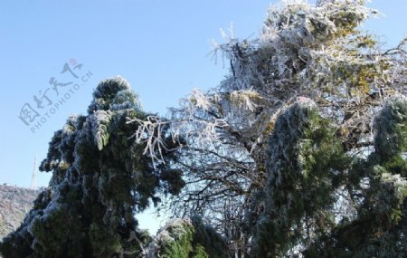 树枝上的冰凌花图片