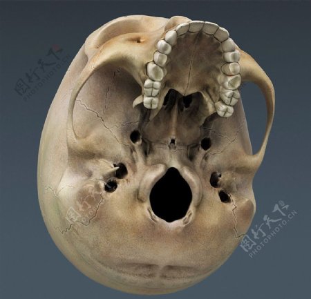 人体头骨素材图片