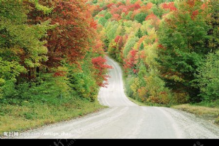 秋天树林道路图片