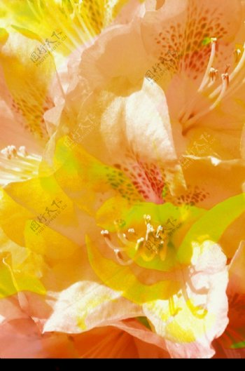 花瓣花蕊黄花图片