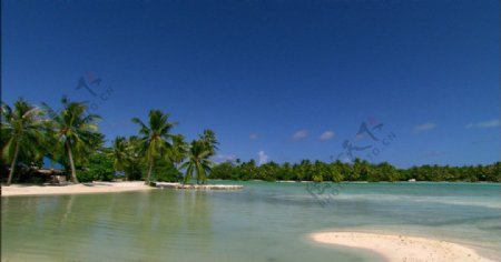 海椰树图片
