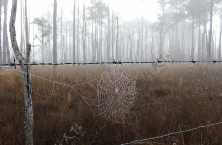 晨雾下的蜘蛛网图片