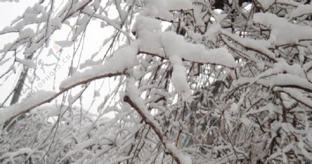 树上雪图片