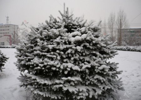 松树雪景图片