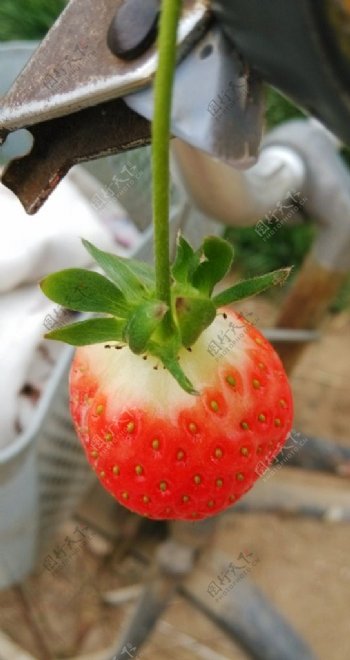 草莓草莓特写图片