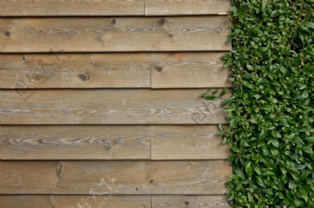 绿色植物木墙图片