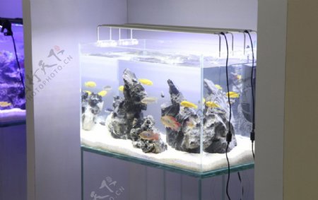 水族箱鱼缸海水缸图片