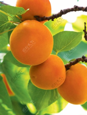 树上的橙色的杏仁果图片