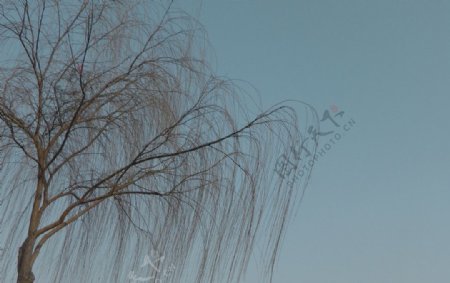 春日柳树图片