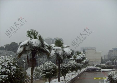 雪后棕榈图片