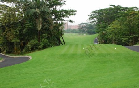 高尔夫草地球道高尔夫球场树林绿色商务生态摄影素材图片
