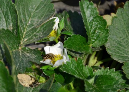 蜜蜂采草莓图片