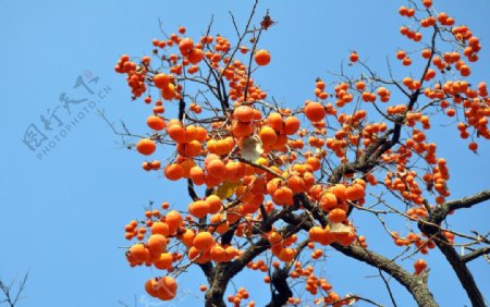 秋天的柿子图片
