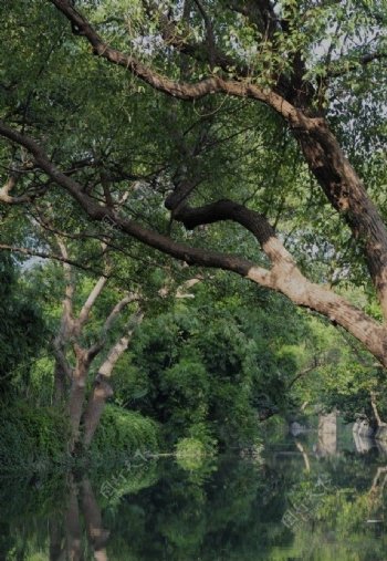 中山小河涌绿树成荫的美景图片