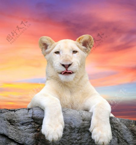 白狮子图片