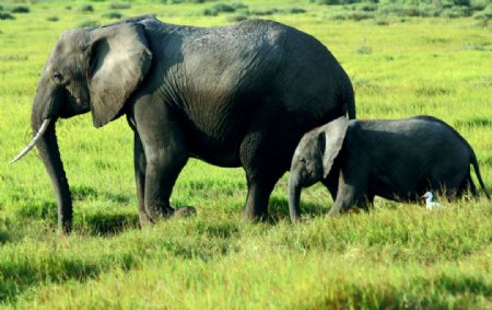 肯尼亚草原大象素材图片