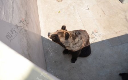 荣成野生动物园熊图片