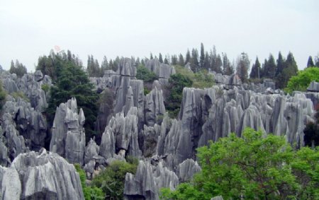 云南石林图片