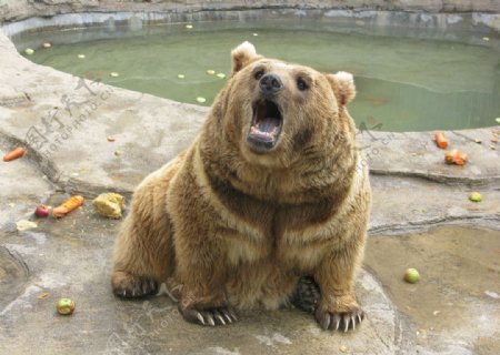 棕黄色张嘴的熊图片