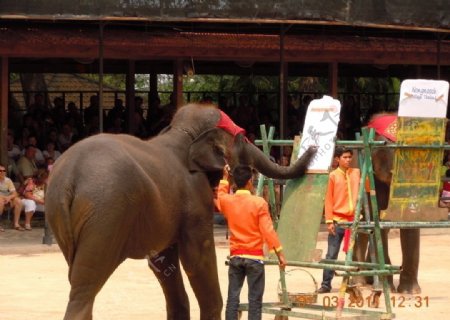 大象表演图片