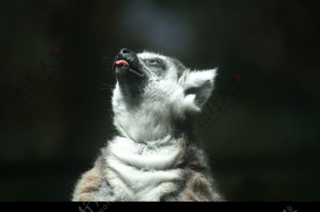 一米阳光下的狐猴图片
