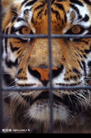 囚禁的老虎图片