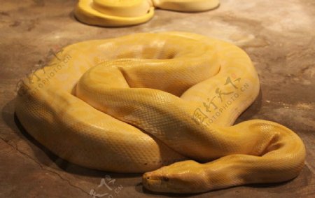 黄金蛇图片