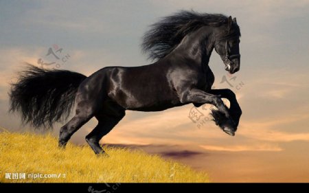 宝马良驹中的黑马图片