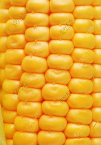鲜嫩金色玉米图片