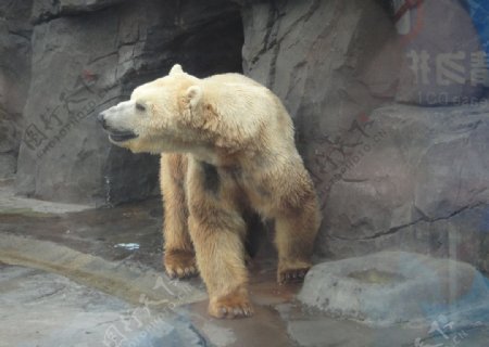海洋馆中的北极熊图片