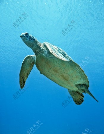 海龟海中游泳图片