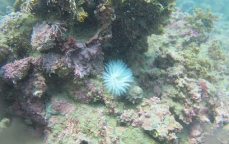 东山岛潜水摄影图片