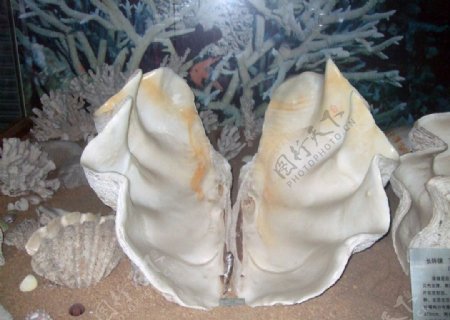贝壳标本图片