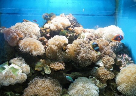 珊瑚群图片