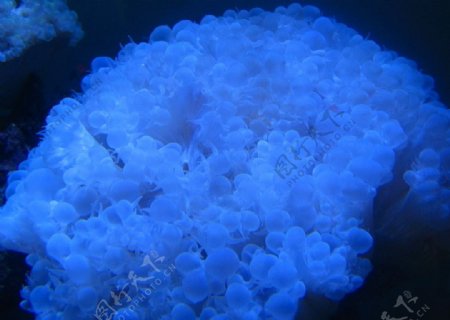 气泡珊瑚图片