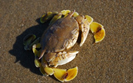 海滩海蟹图片