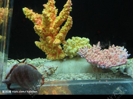 美丽珊瑚和寄居蟹图片