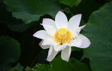 莲花仙子图片
