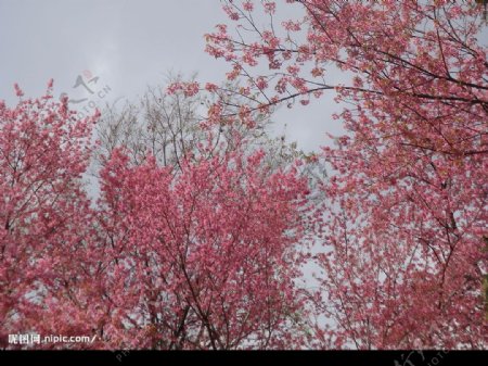 樱花盛开的季节图片