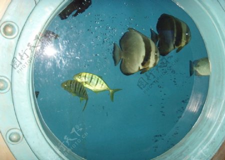 热带鱼图片