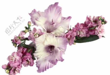 紫色的剑兰花图片