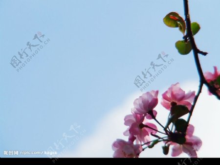 花与天空1图片